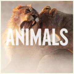 Animals - Maroon 5